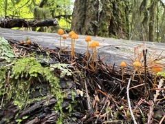 Mycena strobilinoidea