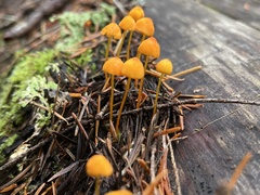 Mycena strobilinoidea
