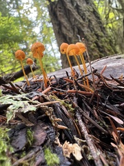 Mycena strobilinoidea
