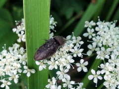 Prosternon tessellatum