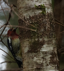 Didymosphaeria oregonensis