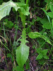 Crepis lyrata