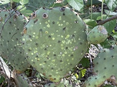 Opuntia caboensis