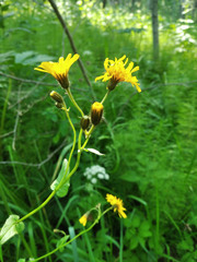 Crepis lyrata