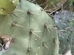 Opuntia caboensis