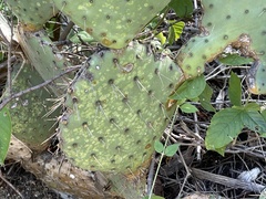Opuntia caboensis
