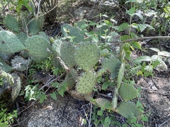 Opuntia caboensis