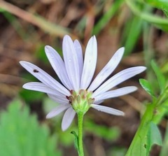 Aster incisus