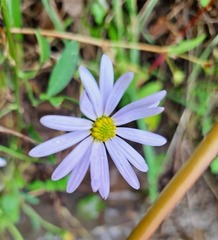 Aster incisus