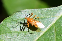 Sphedanolestes xiongi
