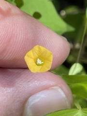 Ipomoea minutiflora