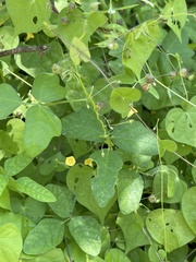 Ipomoea minutiflora
