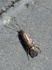 Macrostemum radiatum