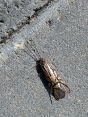 Macrostemum radiatum