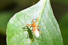 Sphedanolestes xiongi