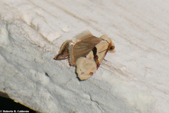 Cochylis caulocatax