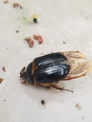 Pleocoma dubitabilis