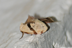 Cochylis caulocatax