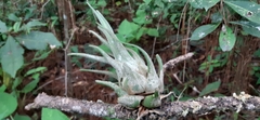 Tillandsia seleriana