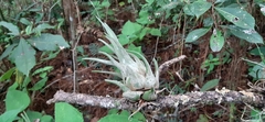 Tillandsia seleriana