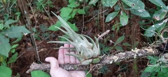 Tillandsia seleriana