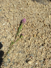 Castilleja exserta exserta