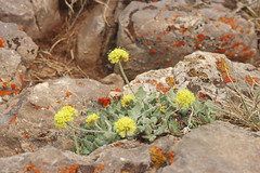 Eriogonum loganum