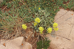 Eriogonum loganum