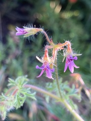 Pelargonium columbinum