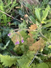Pelargonium columbinum