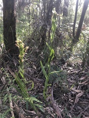 Pterostylis melagramma