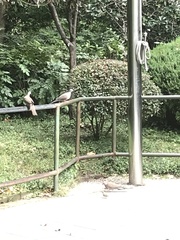 Streptopelia chinensis