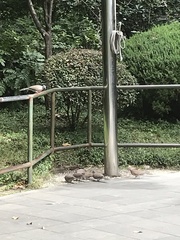 Streptopelia chinensis