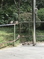 Streptopelia chinensis