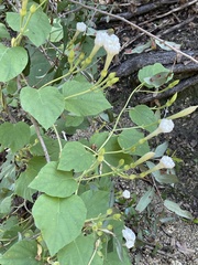 Ipomoea scopulorum