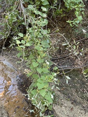 Ipomoea scopulorum