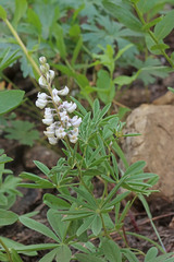 Lupinus argenteus rubricaulis