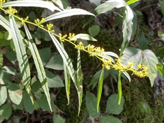 Glomeruliflorae