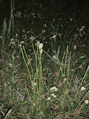 Eleocharis interstincta