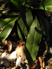 Cynoglossum pustulatum