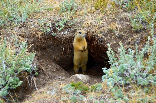 Long-tailed Ground Squirrel