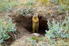 Long-Tailed Ground Squirrel photo 5