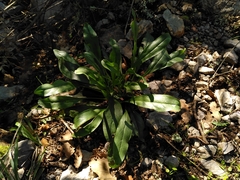Cynoglossum pustulatum