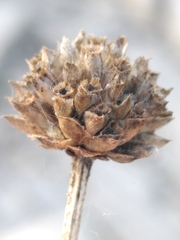 Cephalaria leucantha