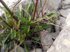 Cephalaria leucantha