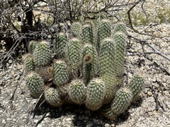 Echinocereus sciurus