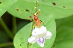 Sphedanolestes xiongi