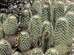 Echinocereus sciurus
