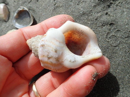 photo of Ostrich Foot Snail (Struthiolaria papulosa)