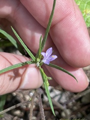 Carlowrightia pectinata